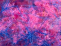0f30ded6050cd75348a9465ba6e5368b